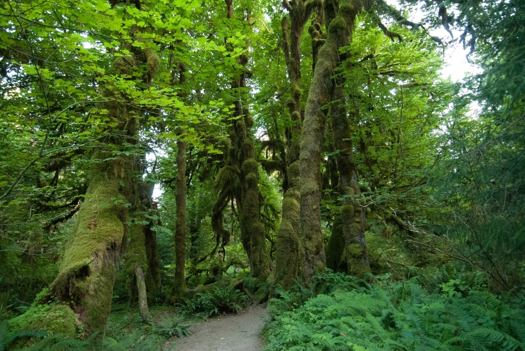 Olympic National Park photograph. Hoh Rainforest was pretty small, you can hike all of it in a day, but there was one area of tall mossy trees (<a href='http://www.wta.org/go-hiking/hikes/hall-of-mosses'>Hall of Mosses</a>) that had some truly excellent trees.