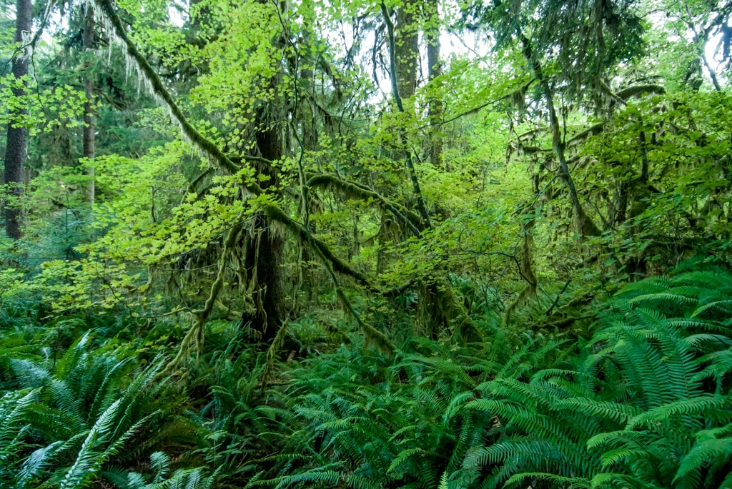 Olympic National Park photograph. 