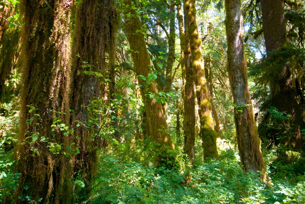 Olympic National Park photograph. 