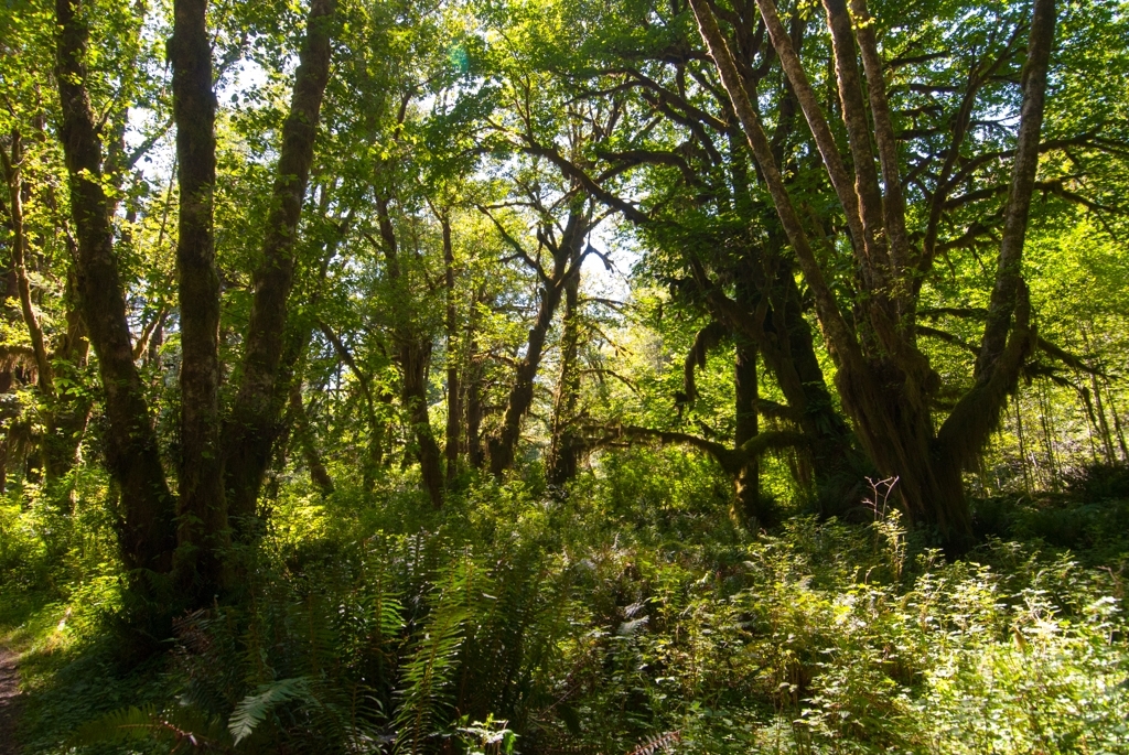 Olympic National Park photograph. 