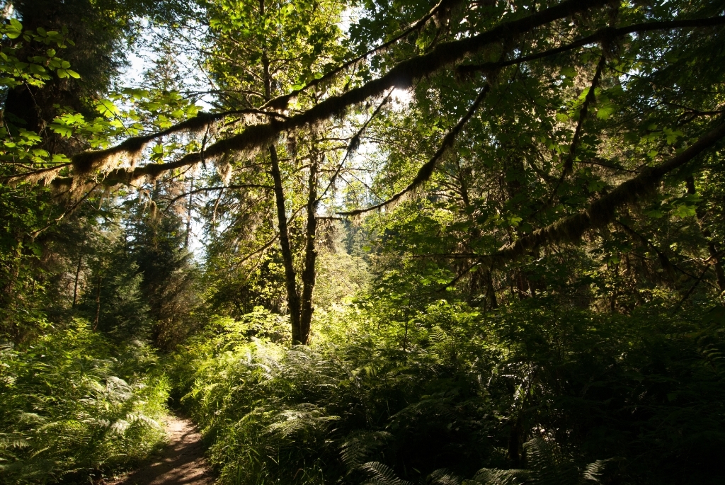 Olympic National Park photograph. Quinault Rainforest in Olympic National Park, Washington. More ferns. I expected hobbits to hop out at any moment!