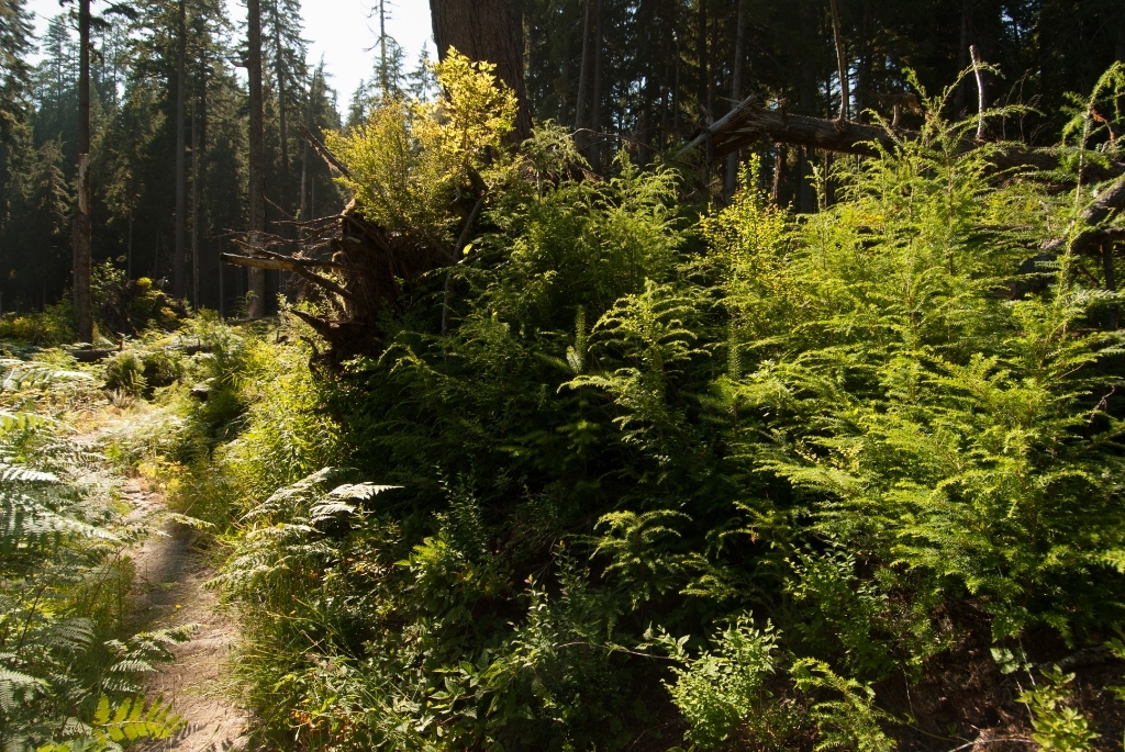 Olympic National Park photograph. Quinault Rainforest in Olympic National Park was a short drive from Hoh Rain Forest, and was much larger, so there are many more opportunities for hiking. I kept thinking an Elk was going to creep up on me. I was wearing a hoodie to keep the bugs off me and eventually a dude hiked very quickly past me, spooking the heck out of me.
