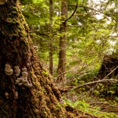 Cape Flattery tree closeup