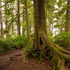 Cape Flattery tree roots