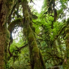 Hoh Rainforest Hall of Mosses