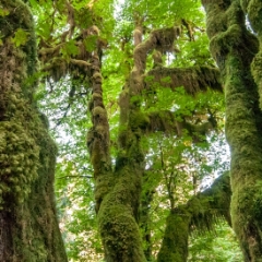 Hoh Rainforest Hall of Mosses