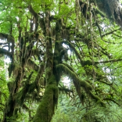 Hoh Rainforest Hall of Mosses