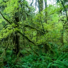 Hoh Rainforest fern pile