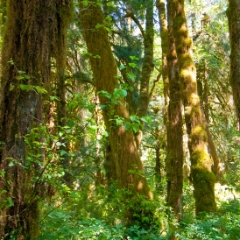 Quinault Rainforest