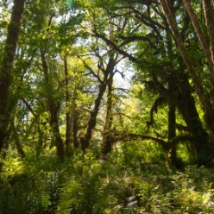 Quinault Rainforest