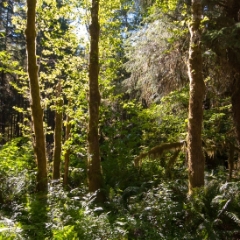 Quinault Rainforest