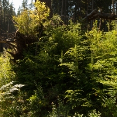 Quinault Rainforest ferns