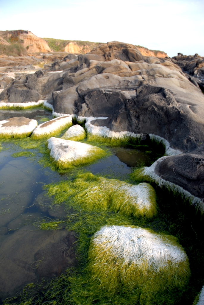 Pebble Beach, California photograph. Algae pools at Pebble Beach.