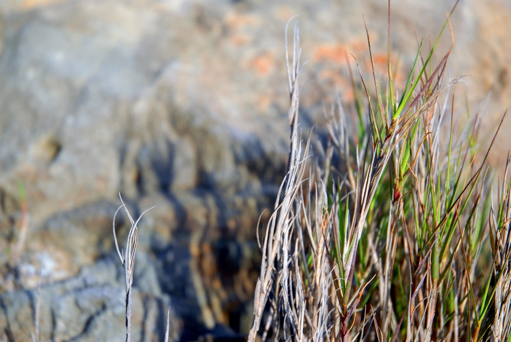 Pebble Beach, California photograph. 