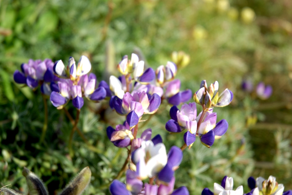 Pebble Beach, California photograph. 