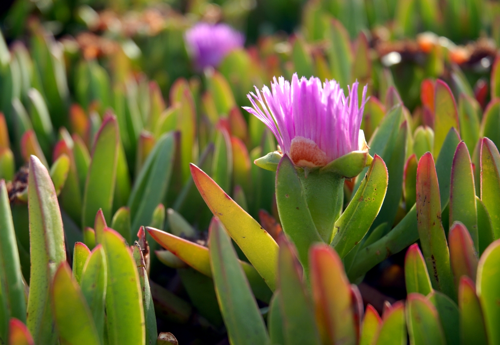 Pebble Beach, California photograph. 