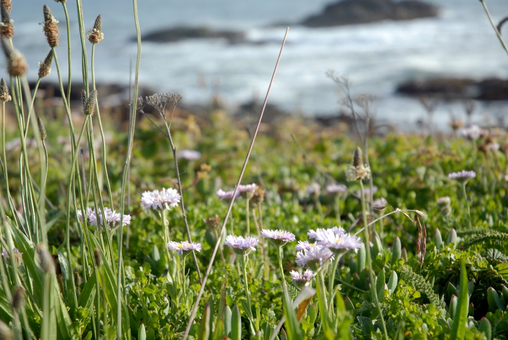 Pebble Beach, California photograph. 