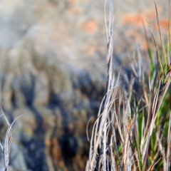 Grass detail