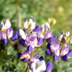 Purple flowers green grass