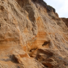 Red rock detail at Pebble Beach