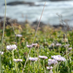 White flowers green grass