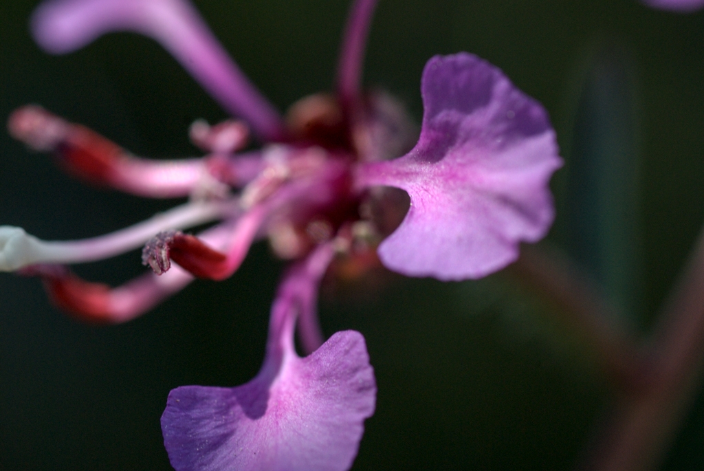Pinnacles National Monument, California photograph. 