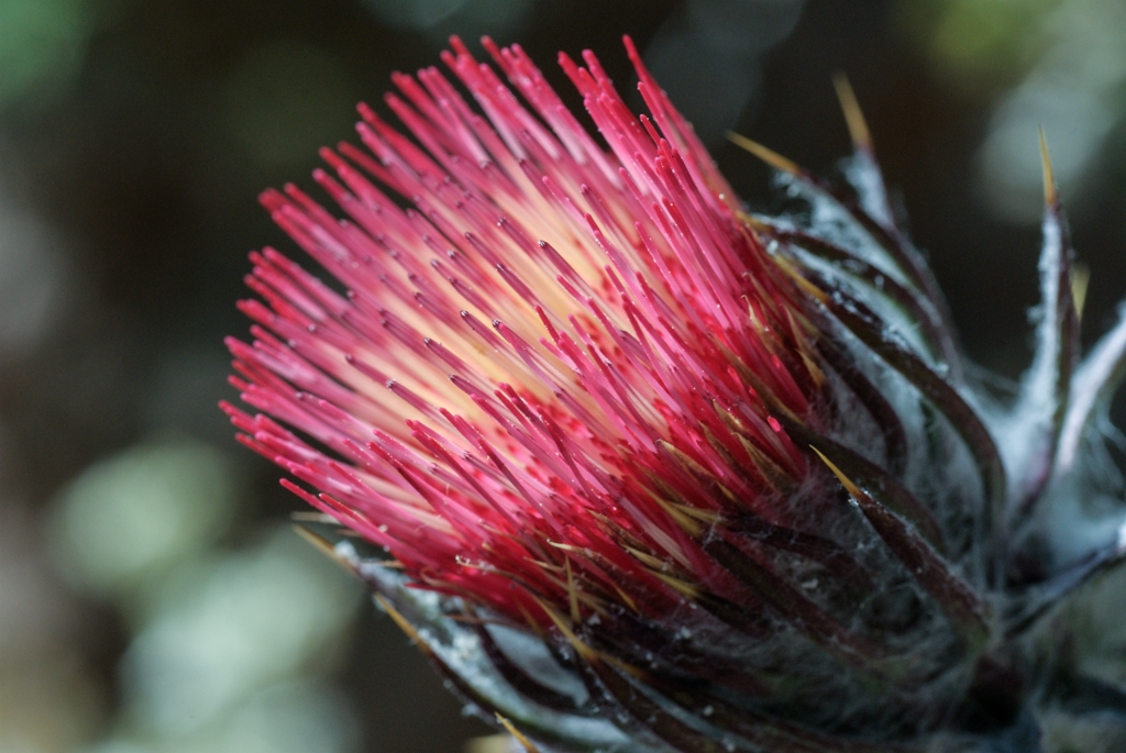 Pinnacles National Monument, California photograph. 