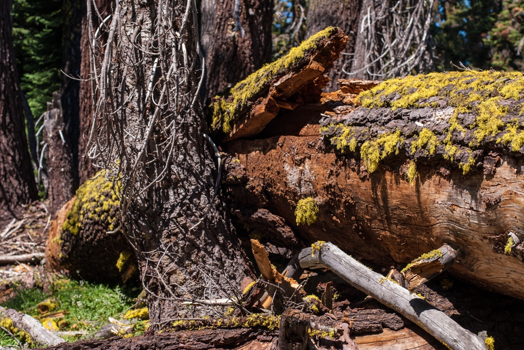 Volcano National Park, California photograph. 