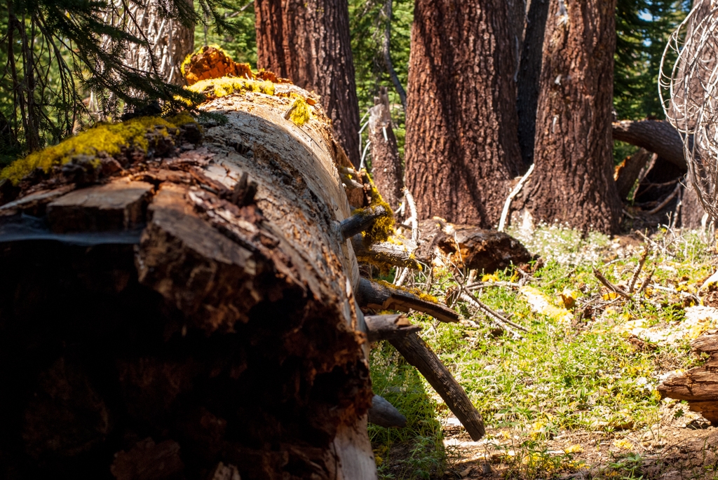 Volcano National Park, California photograph. 