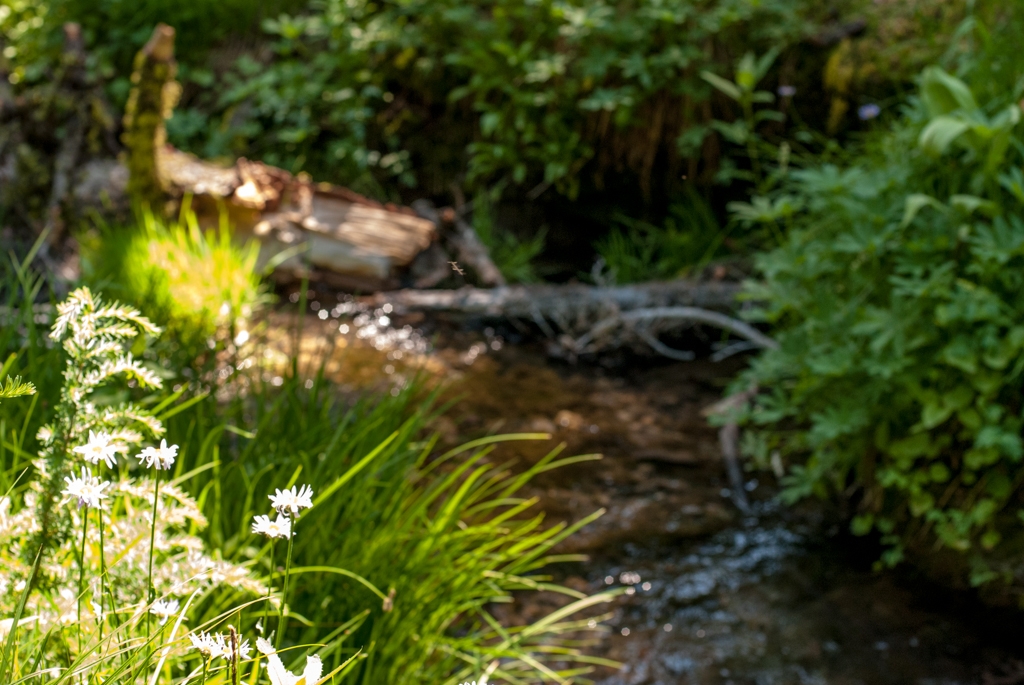 Volcano National Park, California photograph. 
