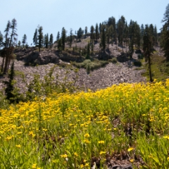 Field of yellow wildflowers