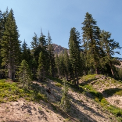 Hiking to the top, I encountered some evergreens