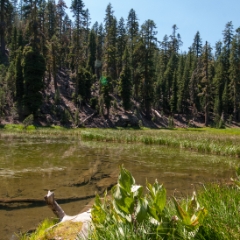 A pond and some evergreens