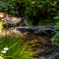 Verdant creek