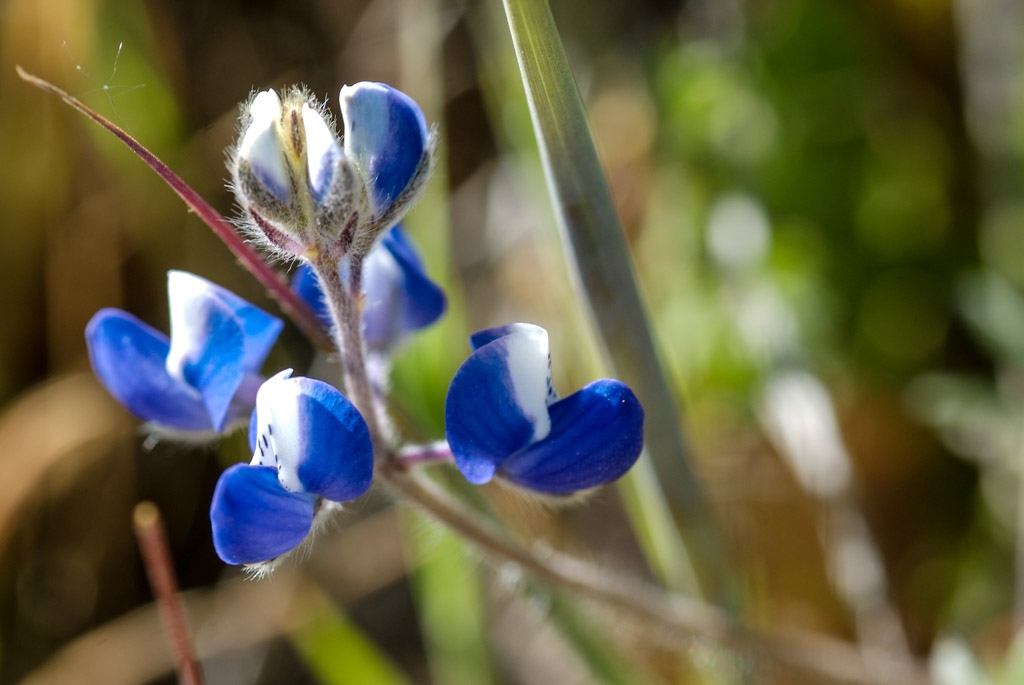 Windy Hill Open Space Preserve, California photograph. 