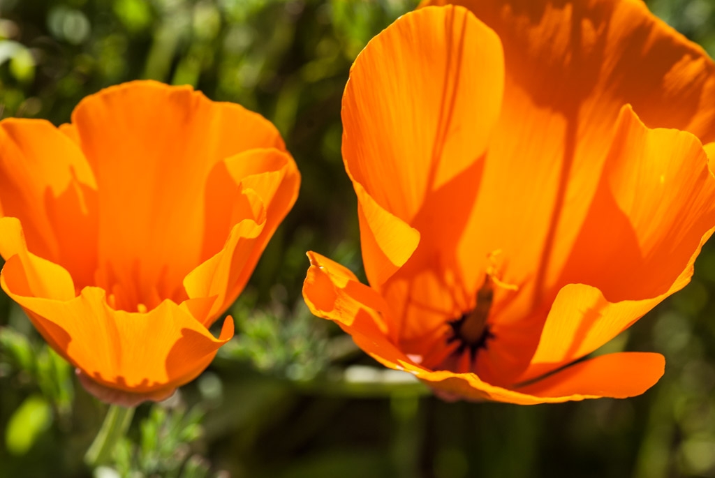 Windy Hill Open Space Preserve, California photograph. We love the wildflowers at Windy Hill Open Space Preserve.