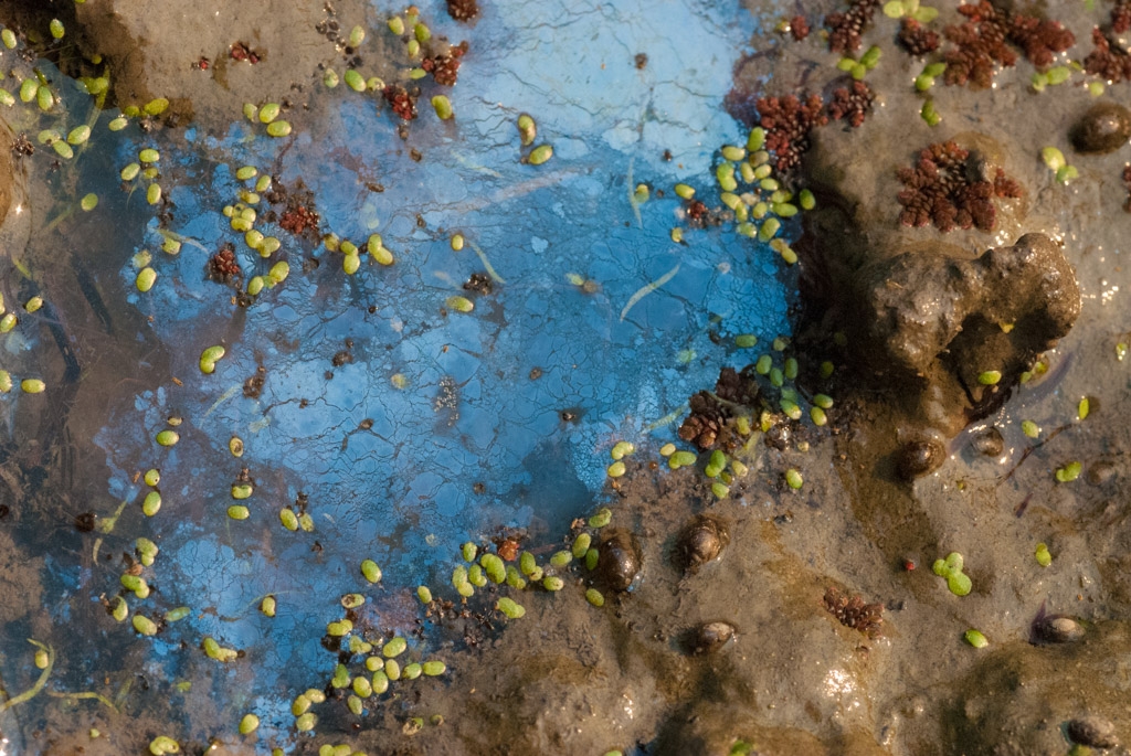 Windy Hill Open Space Preserve, California photograph. 