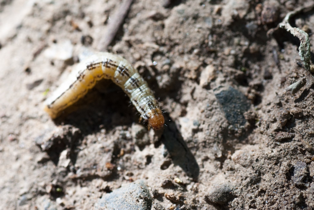 Windy Hill Open Space Preserve, California photograph. Windy Hill Open Space Preserve. We startled a horse trying to photograph this little guy on a narrow trail. Horse came around the corner and reared up!