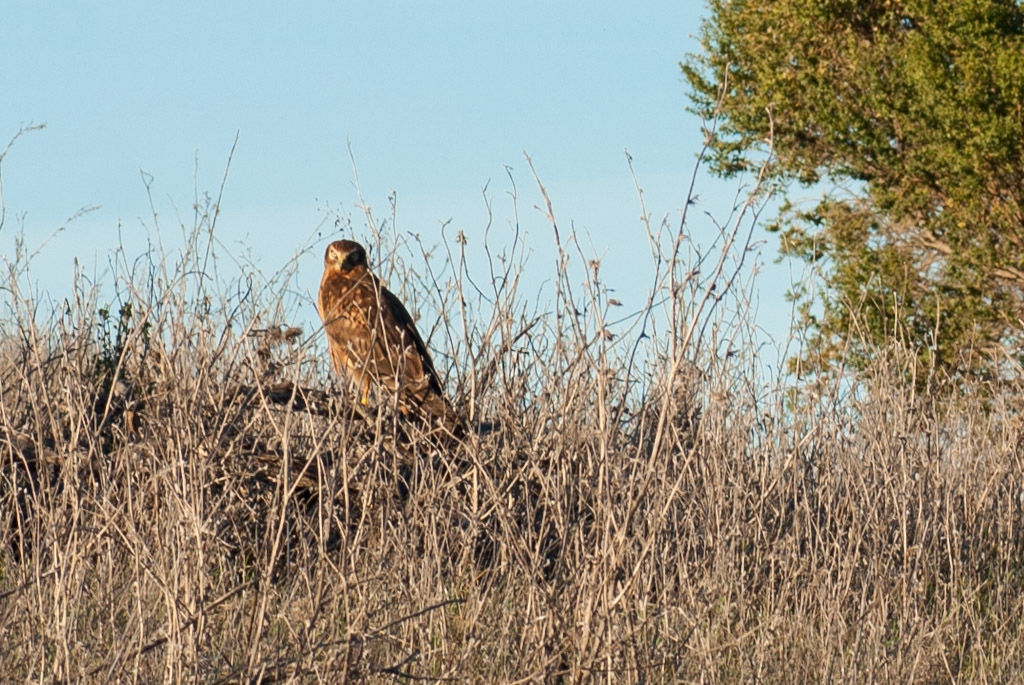 Windy Hill Open Space Preserve, California photograph. Someone suggested this may be a Horned Owl. 