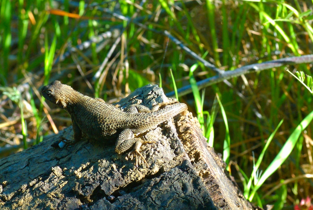 Windy Hill Open Space Preserve, California photograph. 