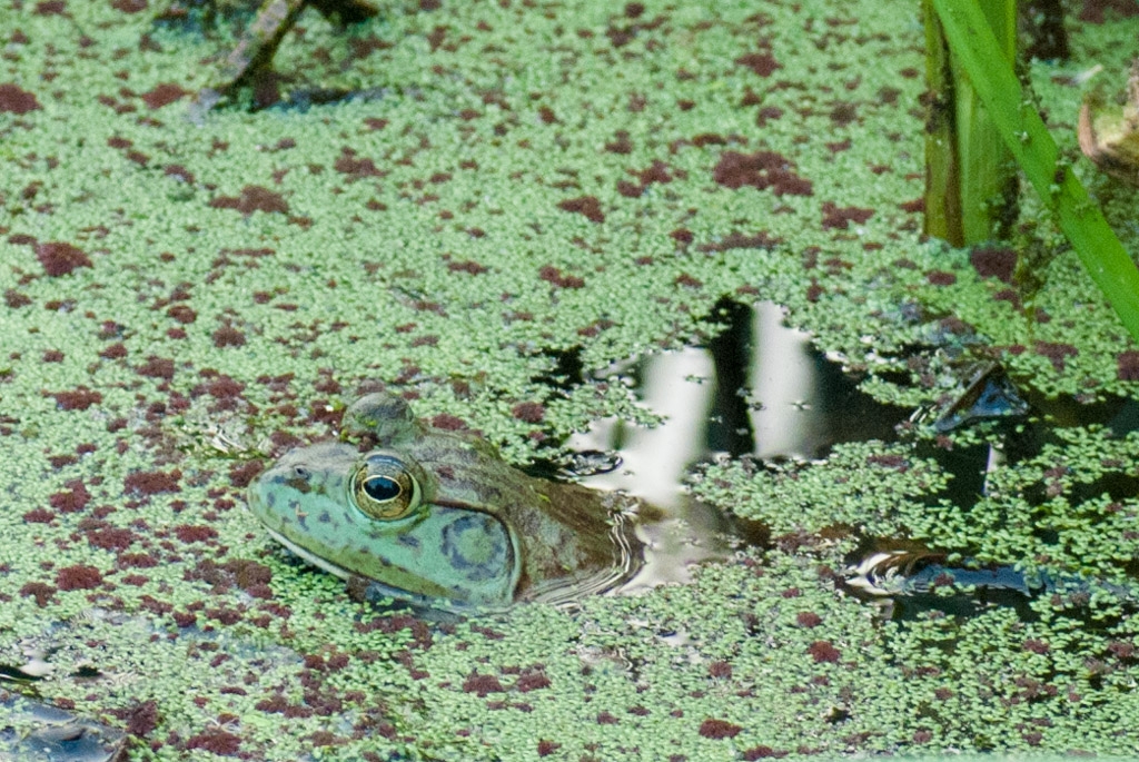 Windy Hill Open Space Preserve, California photograph. I love the frog pond at Windy Hill. See the lurking frog towards the left? He's a big fella.