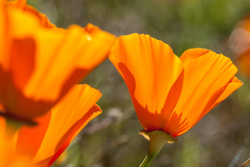 Windy Hill Open Space Preserve, California photograph. 