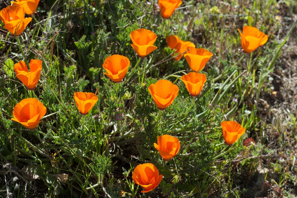 Windy Hill Open Space Preserve, California photograph. 