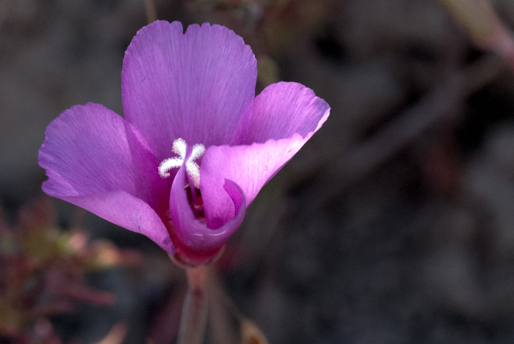 Windy Hill Open Space Preserve, California photograph. 