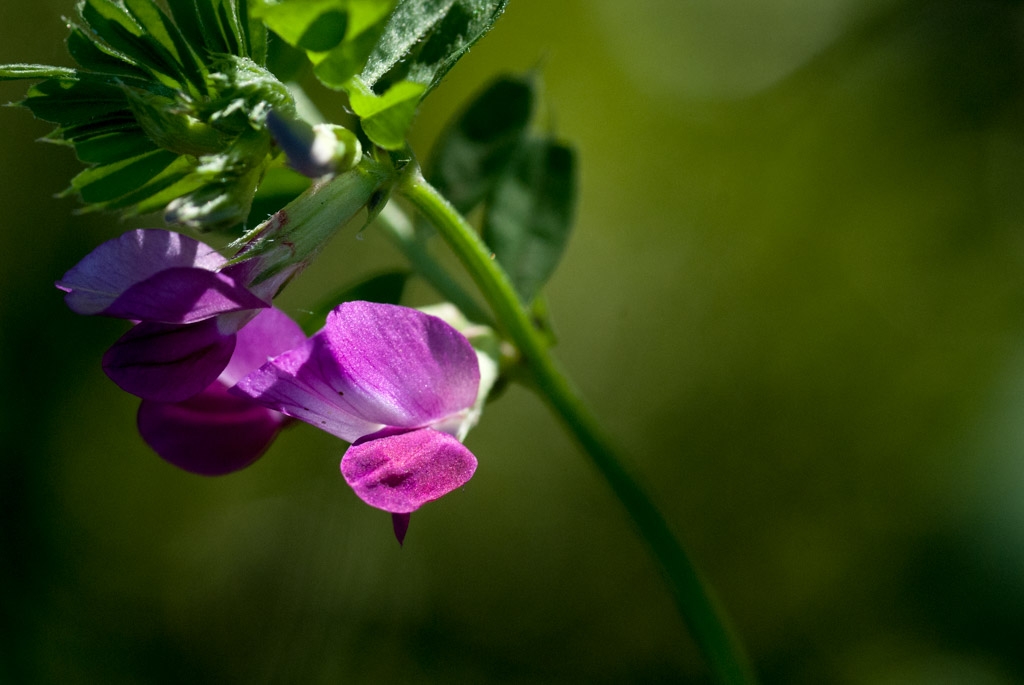 Windy Hill Open Space Preserve, California photograph. 