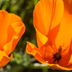 California Poppies