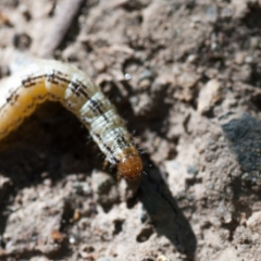 Inchworm at Windy Hill