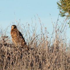 Horned Owl at Windy Hill