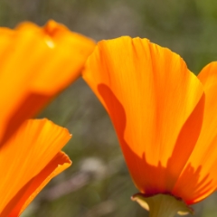 California Poppies closeup