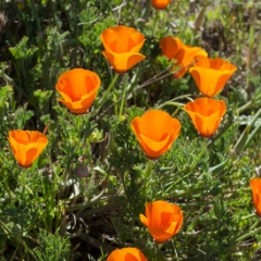 Poppy field